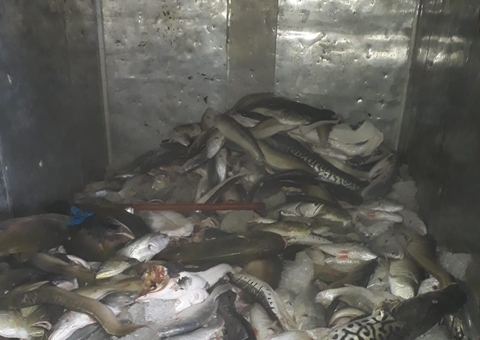 Homem é preso com mais de 1 tonelada de pescado ilegal no Amazonas