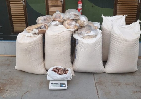 Pescado ilegal é apreendido escondido em sacos de farinha no Amazonas