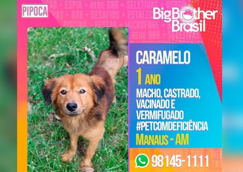 Animais para adoção ganham perfis inspirados no BBB em Manaus