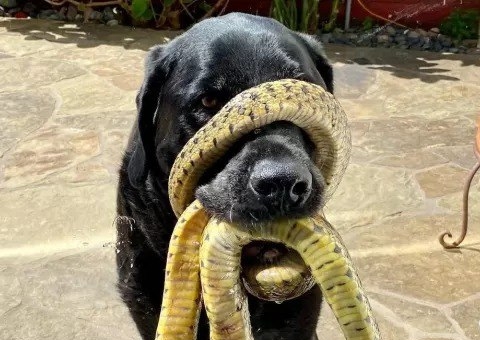 Cachorro fica com cobra enrolada no focinho e é salvo por caçador; vídeo