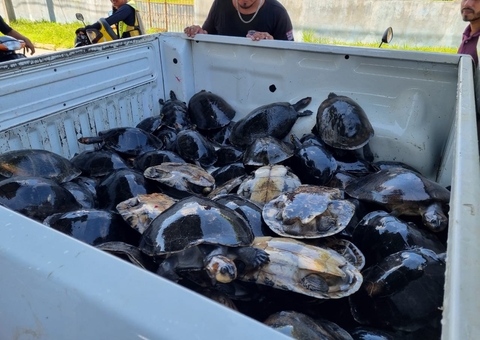 81 quelônios são resgatados de cativeiro em Itapiranga, no Amazonas