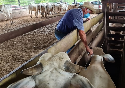 Prazo para vacinação contra febre aftosa termina dia 30 no Amazonas 