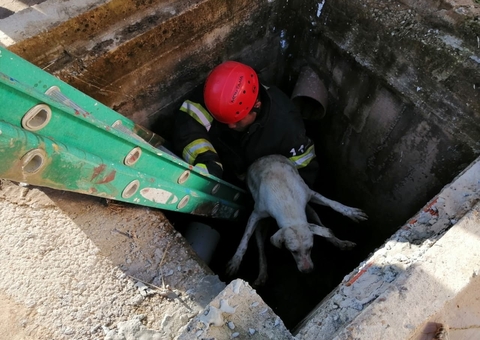 Cachorro despenca em bueiro e é resgatado por bombeiros no Amazonas