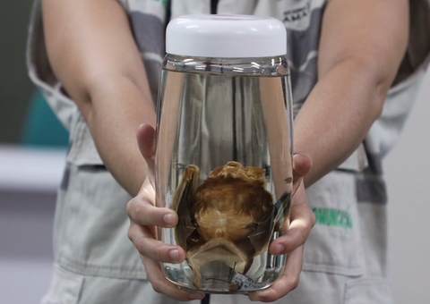 Cerca de 20 casos de ataques de morcegos são registrados em Coari, no Amazonas