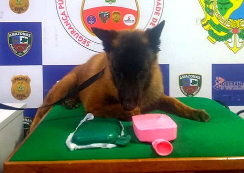 Cão policial encontra drogas escondidas em embarcação no Amazonas
