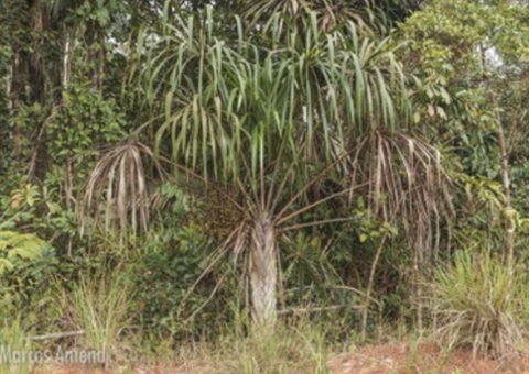 Nova espécie de palmeira é descobertas por cientistas do Inpa na Amazônia