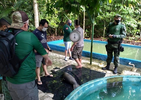 Polícia participa de ação de resgate de filhote de peixe-boi em Manaus