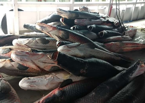 Cerca de 35 toneladas de pescado apreendido foram doadas a entidades de Manaus