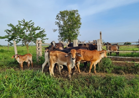 Prorrogado prazo de vacinação contra brucelose no Amazonas