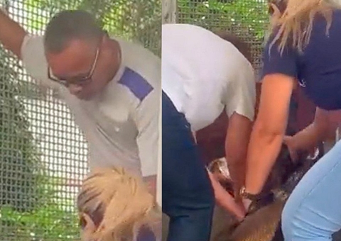 Biólogo é atacado por cobras enquanto trabalhava em serpentário, veja vídeo
