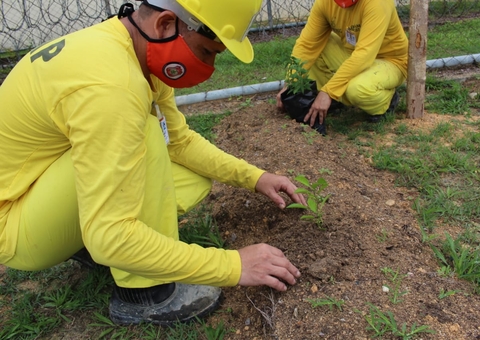 Detentos trabalham em horta no Ipat para remissão de pena em Manaus