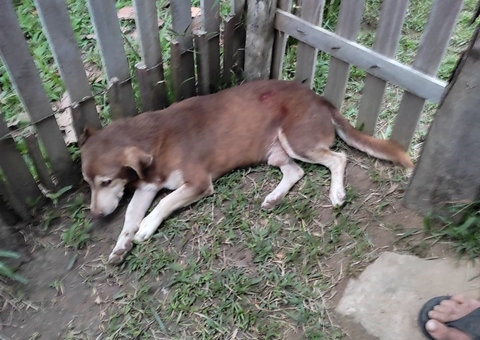 Homem é preso após atirar contra cachorro no Amazonas