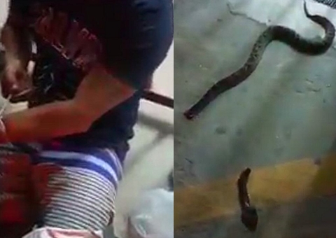 Homem é picado por cobra e leva animal decapitado para hospital; vídeo
