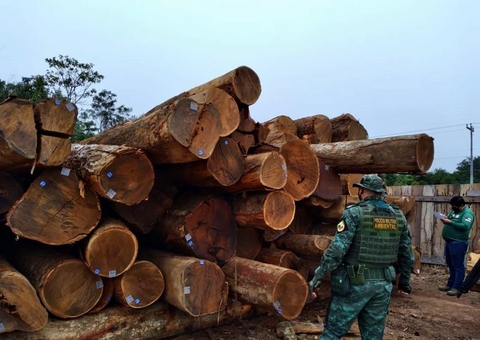 Cerca de 700 metros cúbicos de madeira ilegal são apreendidos no Amazonas