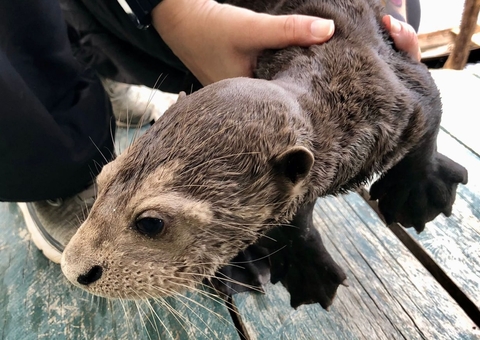 Filhote de ariranha é resgatado de turismo ilegal no Amazonas