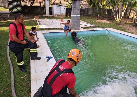 Búfalo é resgatado após cair em piscina de sítio em Manaus
