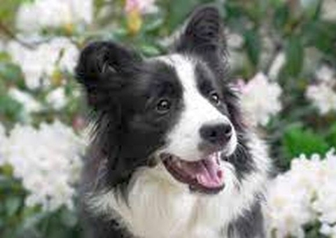 Conheça Pickles, o cachorro que encontrou a taça da Copa do Mundo