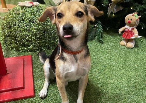 Cachorro foge de casa, anda de ônibus e tira foto com Papai Noel em shopping