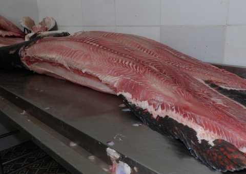 Feira em Manaus terá Pirarucu com preço do quilo a partir de R$ 6