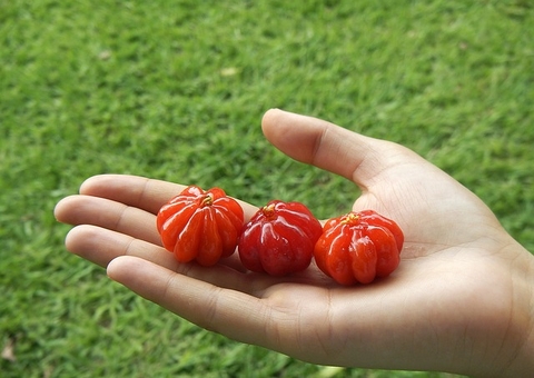 Pitanga combate artrite e gota; conheça benefícios