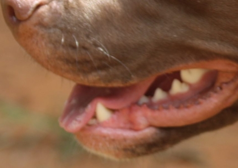 Homem mata esposa que não concordou em criar cão da raça pit bull