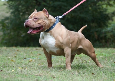 Cachorro evita estupro e réu insiste em tese de tentativa de roubo no Amazonas