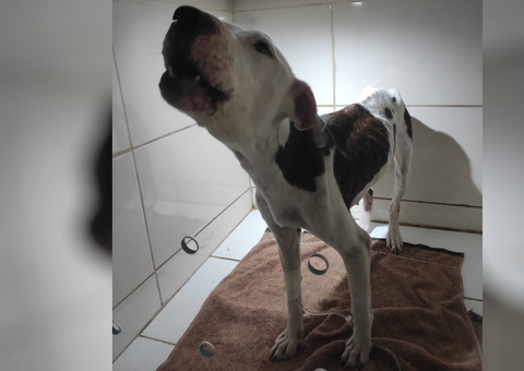 Maltratada pelo dono, cadela comia gatos no meio da sujeira para sobreviver 