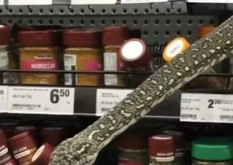  Píton gigante invade supermercado e assusta clientes; vídeo