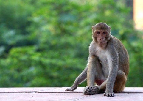 Cientista se torna 1º humano morto ao se infectar com vírus raro de macaco na China