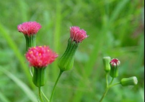 Com ação diurética, planta combate infecções urinárias