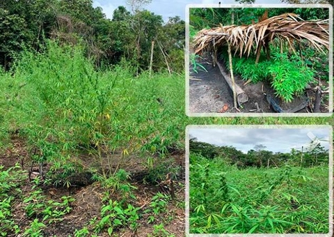 Polícia destrói acampamento de traficantes e plantação de maconha no Amazonas