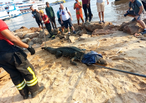 Jacaré de 2 metros é resgatado na Manaus Moderna e receberá tratamento