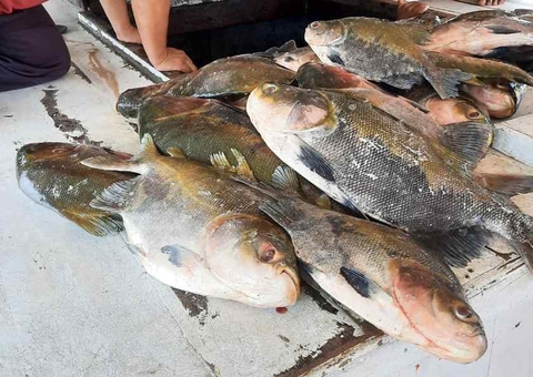 Polícia apreende 619 kg de pescado ilegal em Beruri, no Amazonas