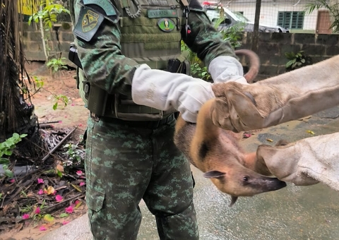 Ameaçado de extinção, tamanduá-mirim é resgatado em empresa no Distrito Industrial