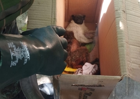 Sauim-de-coleira é resgatado após sofrer descarga elétrica