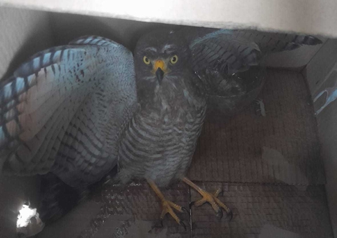 Ferido, Gavião-carijó é resgatado dentro de shopping na Ponta Negra