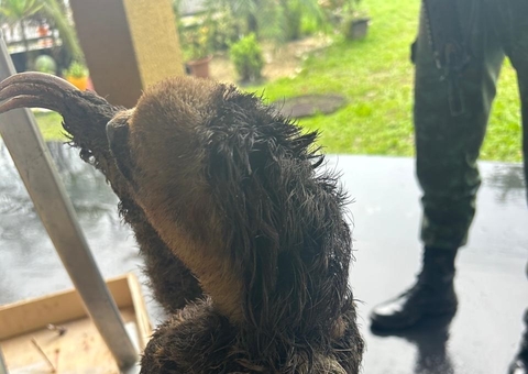 Aves e bichos-preguiça são resgatados em Manaus e Iranduba