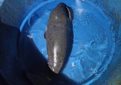 Filhote de peixe-boi é resgatado em comunidade no Amazonas