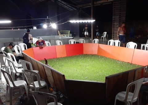 Suspeito de organizar rinha de galo é preso e 70 animais são resgatados no Amazonas