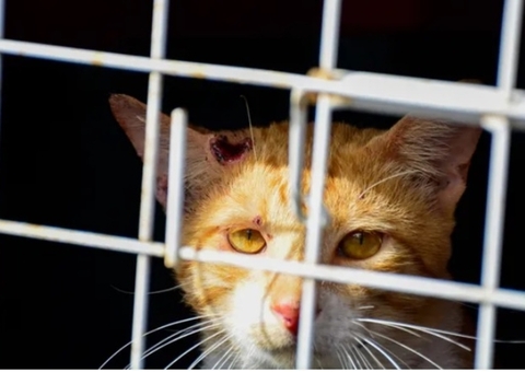 Amazonas registra 396 casos de esporotricose no mês de maio