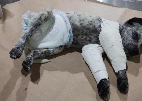 Homem é preso após agredir ex-namorada e quebrar as patas de cachorro em Manaus