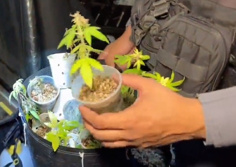 Polícia encontra plantação de maconha na zona Sul de Manaus