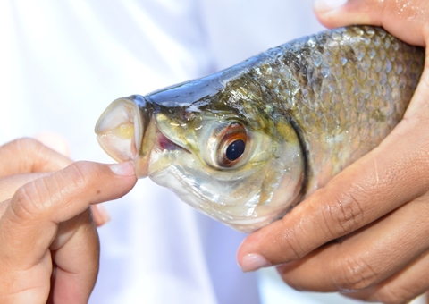 Pesquisa recomenda que jaraqui entre na lista de defeso