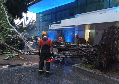 Forte chuva provoca queda de árvore de 12 metros na Ponta Negra em Manaus