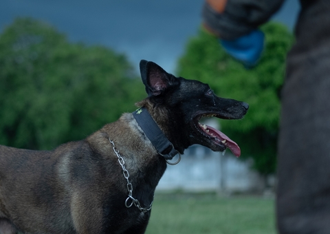 Polícia desenvolve treinamento de cães policiais no Amazonas