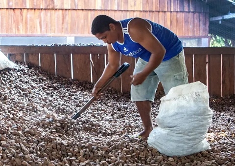Castanha impulsiona desenvolvimento sustentável na Amazônia
