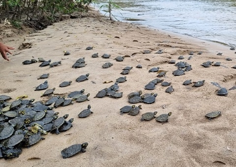 População de quelônios soltos em Reserva aumentou 99%, em 6 anos, no Amazonas