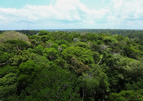 Amazonas fecha 2023 com redução de 65% nos alertas de desmatamento e 7,6% nos focos de calor