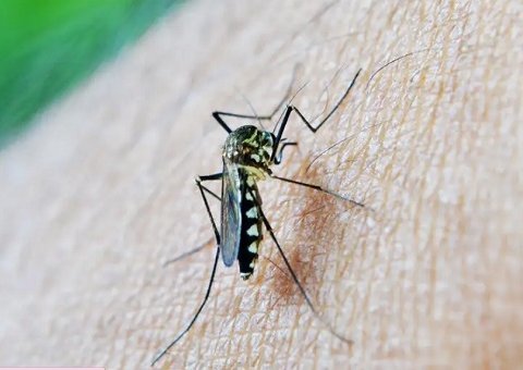 Cinco mortes por dengue são investigadas no Amazonas