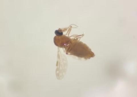 Amazonas tem alta de febre Oropouche em meio a surto de dengue e Covid-19